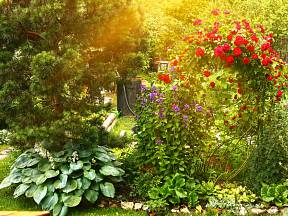 Kouzlo dávných dob dodají zahradě bohyšky, zvonky i pnoucí růže.