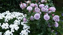 Tato kombinace chladí i v plném létě: vyšší mnohokvětá růže Novalis s jedinečnou barvou lila se výborně hodí k bílé plaménce