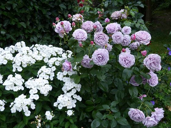 Tato kombinace chladí i v plném létě: vyšší mnohokvětá růže Novalis s jedinečnou barvou lila se výborně hodí k bílé plaménce