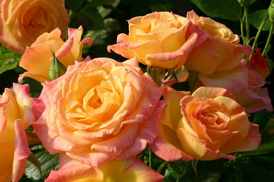 mnohokvětá růže, odrůda Gartenspaß
