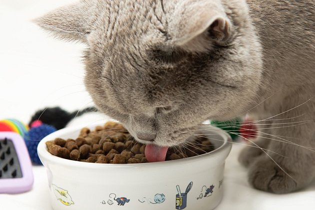 Kvalita kočičí stravy se odráží i v kvalitě jejich srsti.