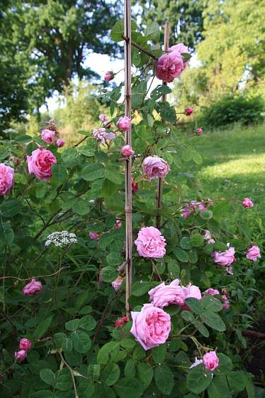 růže stolistá (Rosa x centifolia)