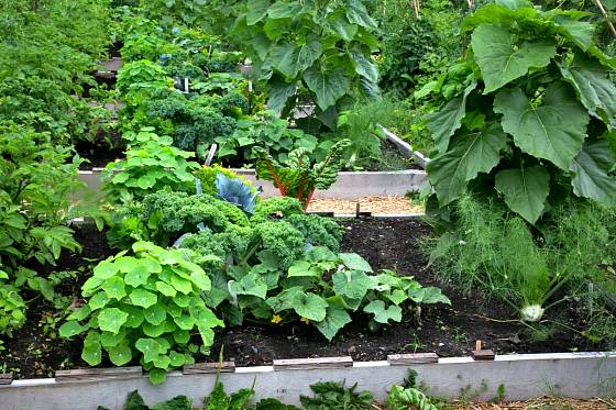 Vyvýšené zeleninové záhony jsou pohledné i praktické