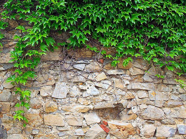 Přísavník ožoví klasicky stavěnou kamennou zeď