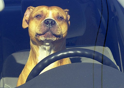 Pes v autě