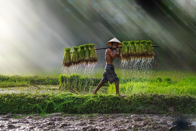 Sklizeň rýže v Asii