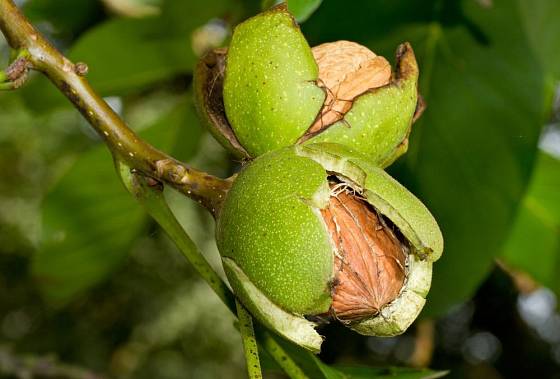 Ořechy jsou nesmírně cenné, zdravé, chutné a výživné dary ořešáku královského