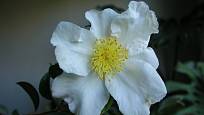 Kamélie japonská (Camellia japonica) čili japonská růže