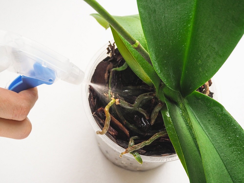 Jak hnojit orchideje aby kvetly?