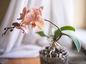 Orchideje jsou téměř nejoblíbenější rostliny.