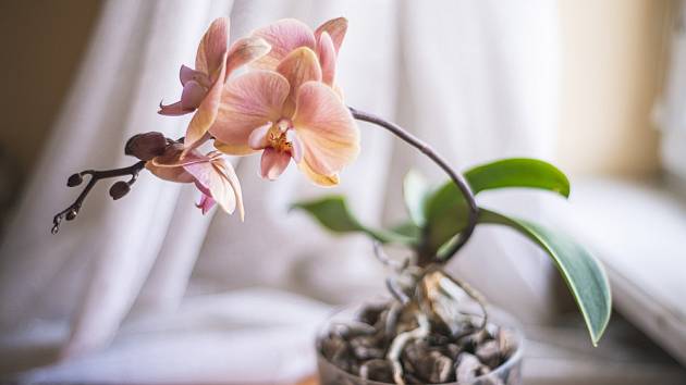 Orchideje jsou téměř nejoblíbenější rostliny.