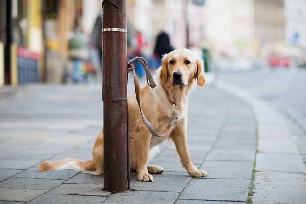 Uvázat psa na dlouho někde před obchodem a navíc ještě u silnice, to se nedělá!