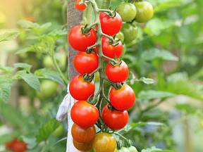 Jak donutit zelená rajčata dozrát?