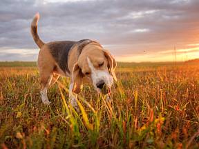 Co znamená, když pes žere trávu?