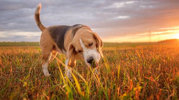 Co znamená, když pes žere trávu?