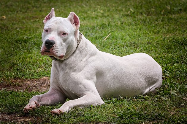 Argentinská doga - obří psí plemeno bílé barvy.