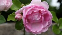Jasmina (Kordes, Německo, 1996). Světle fialový květ je asi 7 cm velký a spíše dolů převislý; výška růže 2,5 m. Opakovaně kvetoucí