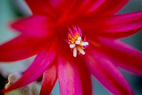 Květy kaktusu mají nádherné trubkovité květy s vyčnívající bliznou a zpět ohnutými korunními plátky.