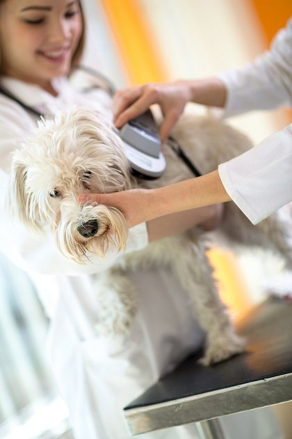 Ztracení čipovaní psi evidovaní v registru se vrátí k majiteli velmi rychle. 