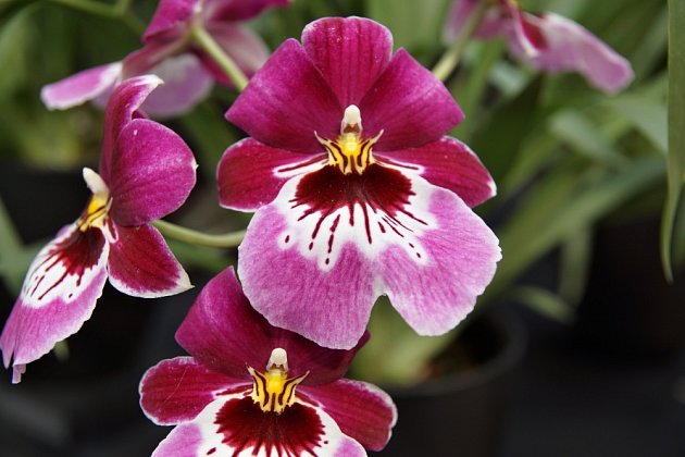 Květy orchidejí z rodu Miltonia připomínají macešky.