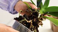 Orchidej vyjměte z květináče a před přesazením zkontrolujte i kořeny uvnitř kořenového balu.