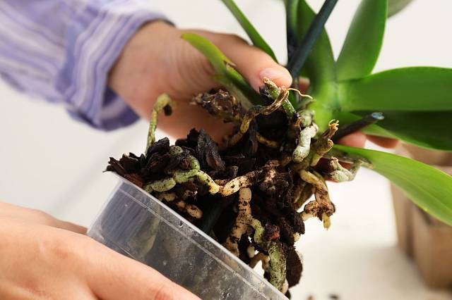 Orchidej vyjměte z květináče a před přesazením zkontrolujte i kořeny uvnitř kořenového balu.