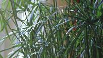 Šáchor střídavolistý (Cyperus alternifolius) 