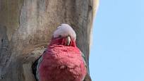 kakadu růžový (Eolophus roseicapilla) hnízdí v dutinách stromů