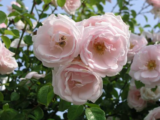 New Dawn (Dreer, USA, 1930). Velmi často stále pěstovaná růže má světle růžový květ asi 8 cm velký; výška růže 4 m. Opakovaně kvetoucí