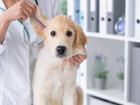 Naučte se čistit svému psovi i uši.