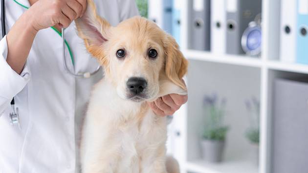 Naučte se čistit svému psovi i uši.