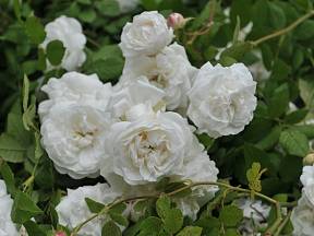 Madame Plantier. Hustě plný bílý květ silně voní