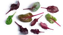 Mladé listy mangoldu, zvané baby leaves, jsou oblíbenou součástí salátů i atraktivní ozdobou jídel.