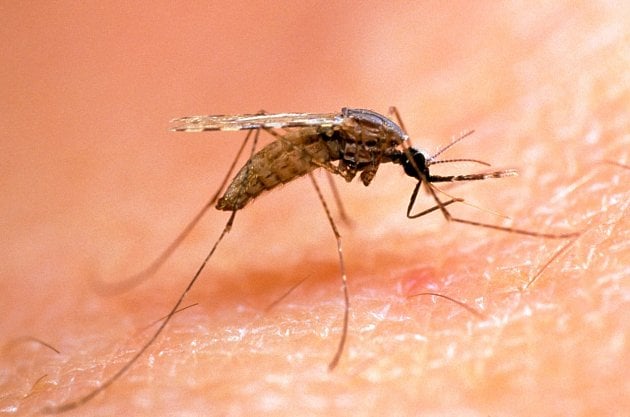 Komáří samičky potřebují lidskou krev jako zdroj bílkovin pro dozrávání komářích vajíček.