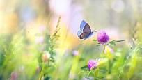 Jetel poskytuje potravu mnohým motýlům, včetně velmi vzácného modráska jetelového