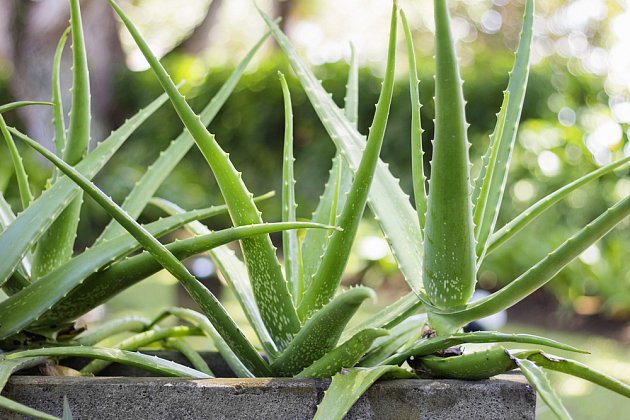 Aloe vera gel poslouží v mnoha případech, například k výrobě přírodního mýdla.