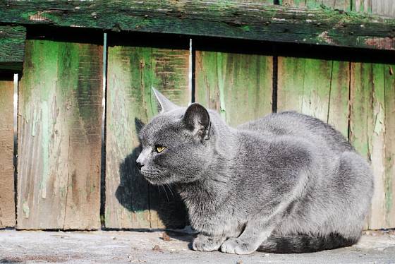 Ruská modrá kočka vyniká nejen krásnou srstí, ale také citlivou povahou.
