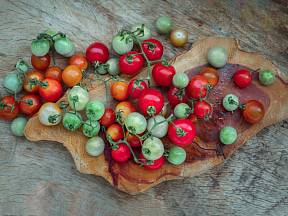 Tzv. divoké rajče je možné zakoupit v obchodech pod latinským názvem Solanum pimpinellifolium.