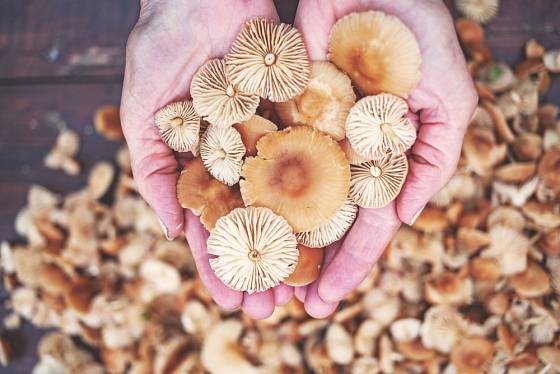Špička obecná (Marasmius oreades) drobná jedlí houba z čeledi špičkovitých.