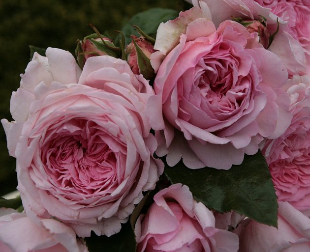 Voňavé květy ve stylu starých romantických růží jsou typické pro Alexandra Princesse de Luxembourg