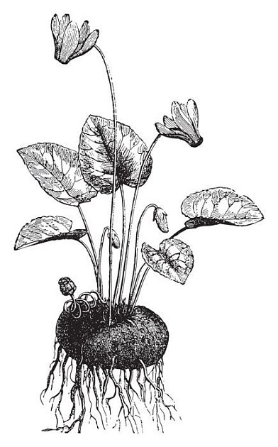 brambořík perský (Cyclamen persicum)