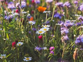 Květinová louka spotřebuje méně vody než sečený trávník. Navíc sytí včely a může obsahovat i jedlé a léčivé trvalky i letničky