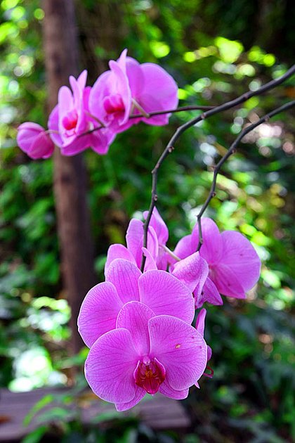 Phalaenopsis - můrovec