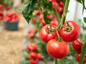 Jak vyrobit hnojivo s rajčatovou šťávou?