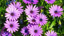 Fialová barva květů kapské kopretiny je nejtypičtější a snad i nejoblíbenější.