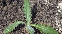 Mladé rostliny pcháče rolního lze odstranit i s kořeny