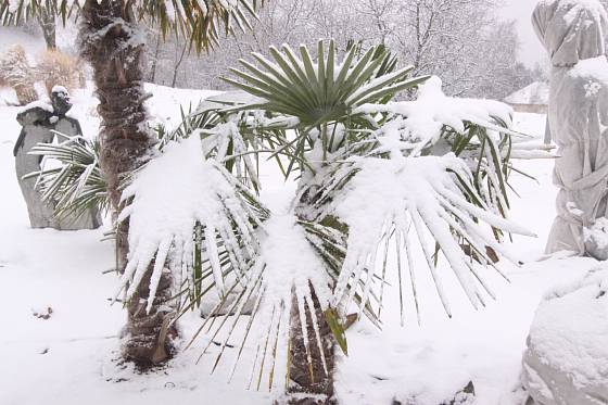 Trachycarpus fortunei zimu snáší