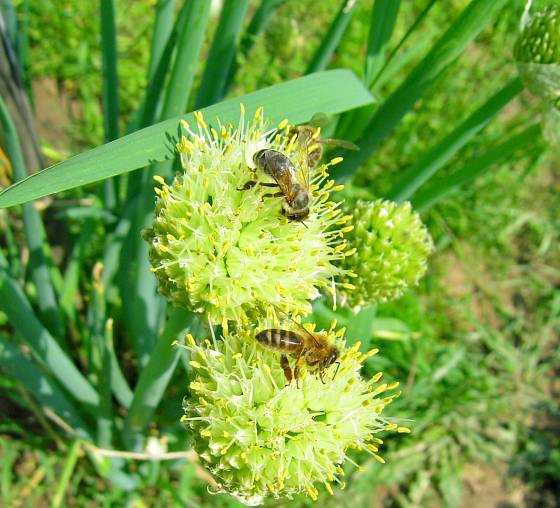 Cibule zimní maďarská láká včely opylovačky