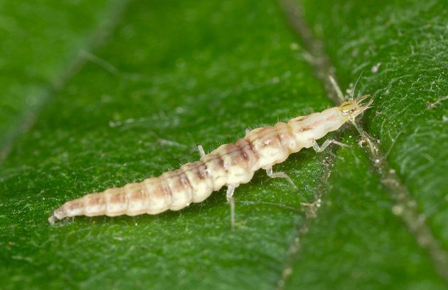 dravá larva zlatoočky