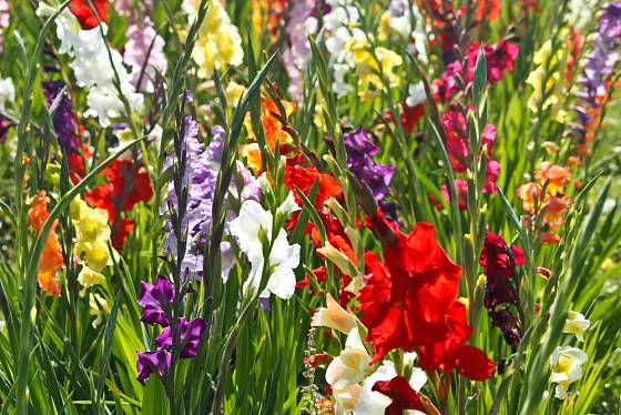 Na záhonu můžeme pěstovat gladioly v různých barvách.